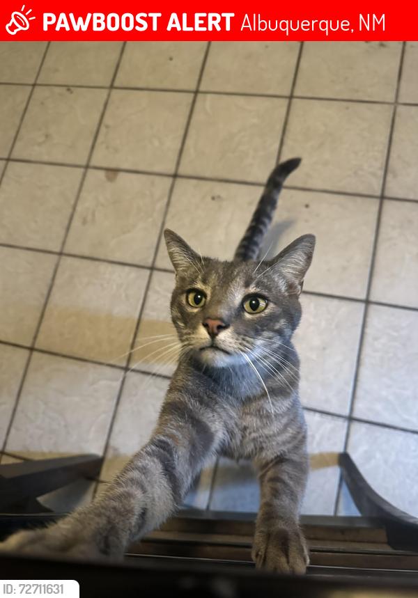 Lost Male Cat last seen west central route 66 crossing sign, Albuquerque, NM 87121