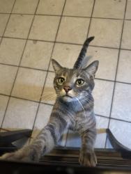 Lost Male Cat last seen west central route 66 crossing sign, Albuquerque, NM 87121
