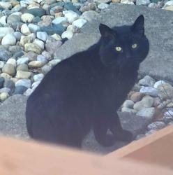 Found/Stray Unknown Cat last seen 110th & Gillette in Overland Park, Ks, Overland Park, KS 66210