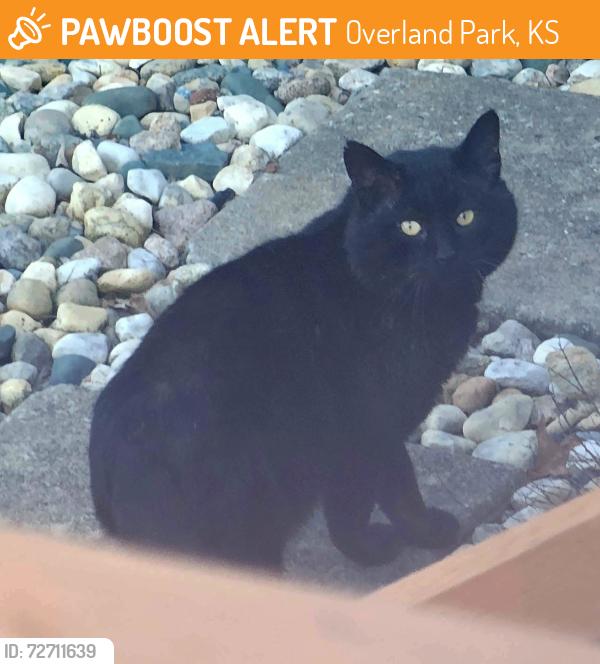 Found/Stray Unknown Cat last seen 110th & Gillette in Overland Park, Ks, Overland Park, KS 66210