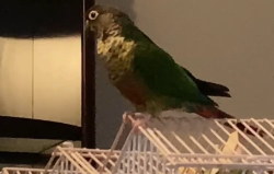 Lost Female Bird last seen Anderson Street/ Lewis Street /Flowers Drive, Durham, NC 27701