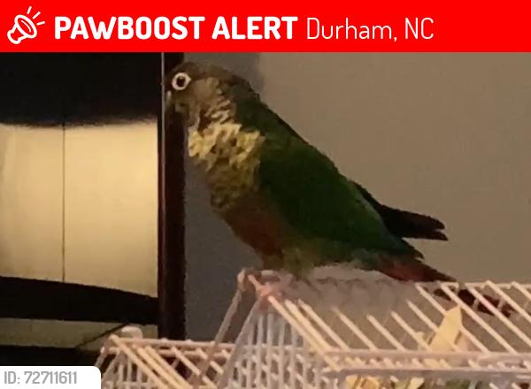 Lost Female Bird last seen Anderson Street/ Lewis Street /Flowers Drive, Durham, NC 27701