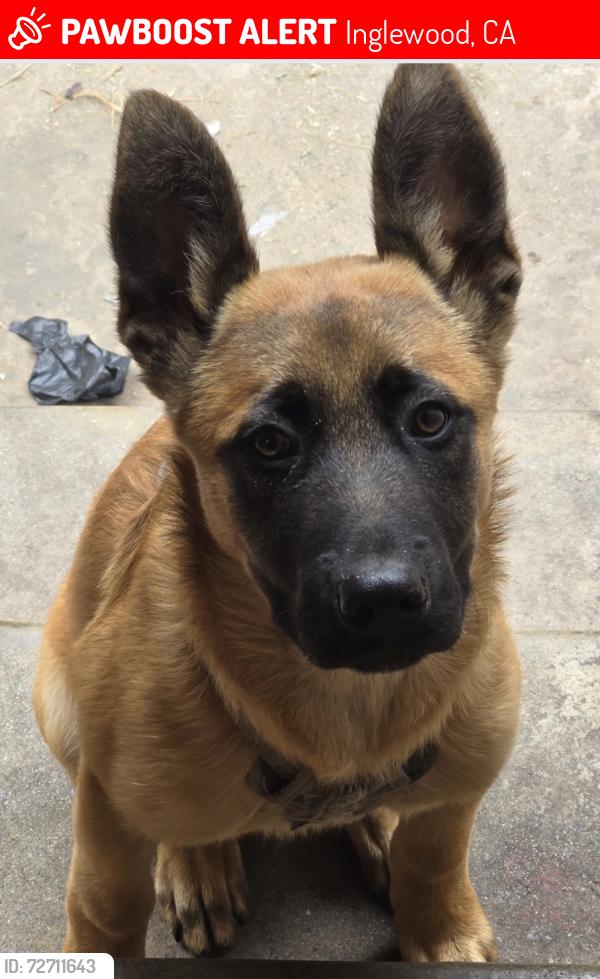 Lost Male Dog last seen St. Eugene catholic school, Inglewood, CA 90305