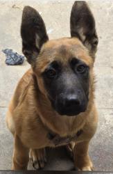 Lost Male Dog last seen St. Eugene catholic school, Inglewood, CA 90305