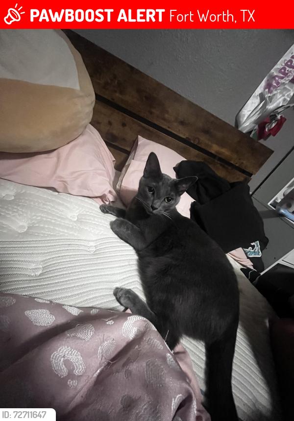 Lost Male Cat last seen Cobb park , Fort Worth, TX 76104