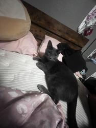 Lost Male Cat last seen Cobb park , Fort Worth, TX 76104