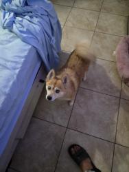 Lost Female Dog last seen Outside my hse, Davie, FL 33325