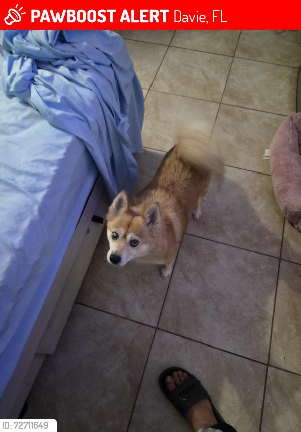 Lost Female Dog last seen Outside my hse, Davie, FL 33325