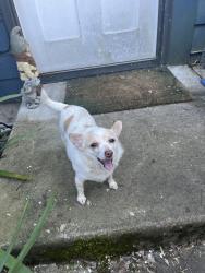 Found/Stray Unknown Dog last seen Se Kelly and se 84th ave, Portland, OR 97266