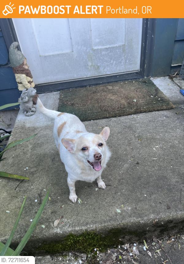 Found/Stray Unknown Dog last seen Se Kelly and se 84th ave, Portland, OR 97266