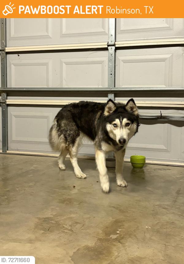 Found/Stray Female Dog last seen Moonlight, Robinson, TX 76706