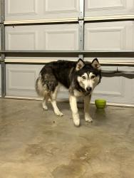 Found/Stray Female Dog last seen Moonlight, Robinson, TX 76706