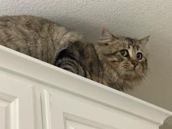 Found/Stray Unknown Cat last seen Deep creek and ryeland, San Bernardino County, CA 92308