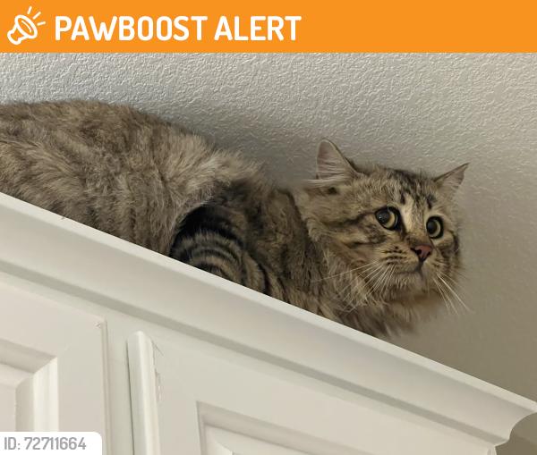 Found/Stray Unknown Cat last seen Deep creek and ryeland, San Bernardino County, CA 92308