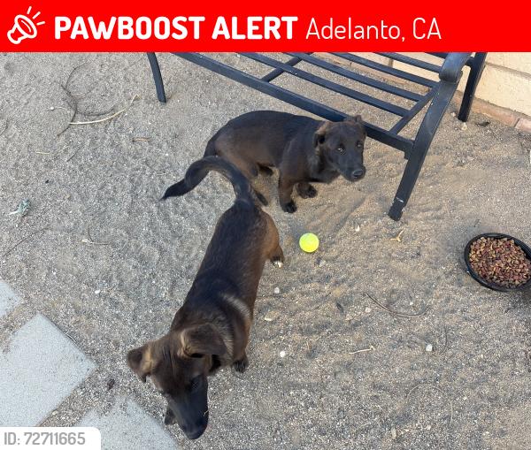 Lost Male Dog last seen victor street, Adelanto, CA 92301