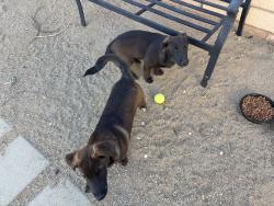 Lost Male Dog last seen victor street, Adelanto, CA 92301