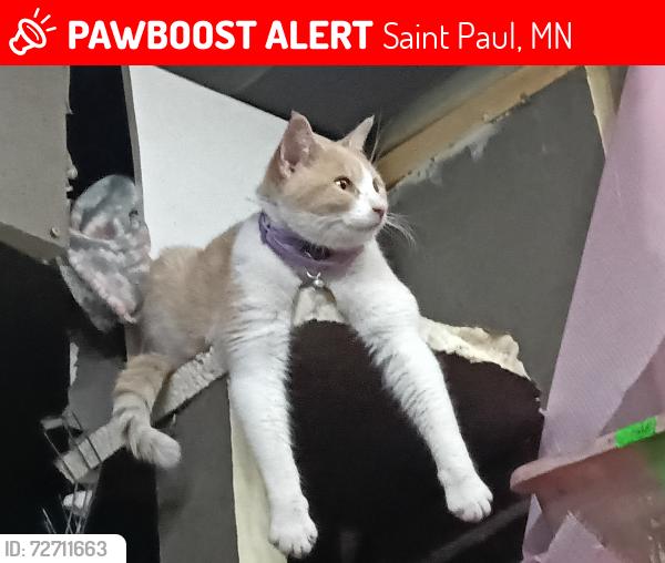 Lost Female Cat last seen Arcade and 3rd, Saint Paul, MN 55106