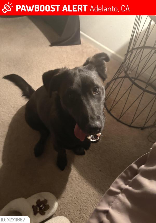 Lost Female Dog last seen victor street, Adelanto, CA 92301