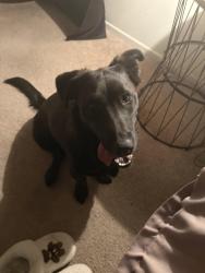 Lost Female Dog last seen victor street, Adelanto, CA 92301