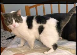 Lost Female Cat last seen North Ave and Wolf St. Melrose Park , Northlake, IL 60164