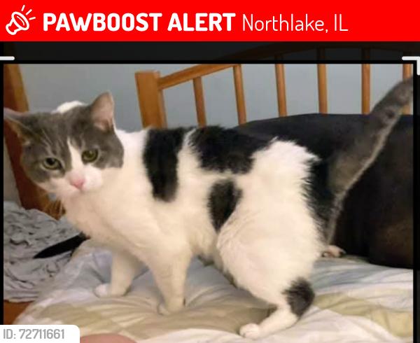Lost Female Cat last seen North Ave and Wolf St. Melrose Park , Northlake, IL 60164