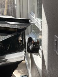 Lost Male Cat last seen Kensington, Windsor, CA 95492