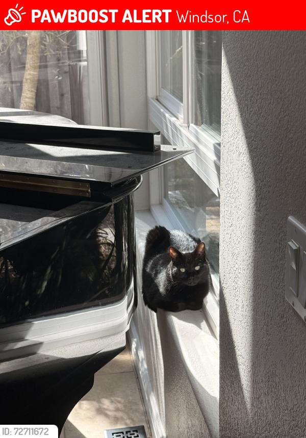 Lost Male Cat last seen Kensington, Windsor, CA 95492