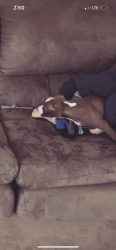 Lost Female Dog last seen Summerville, ridgeville sc, Summerville, SC 29483