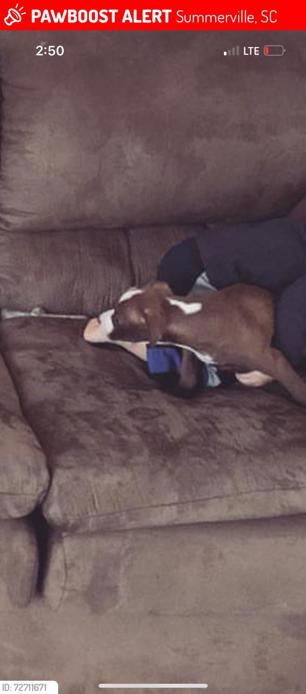 Lost Female Dog last seen Summerville, ridgeville sc, Summerville, SC 29483