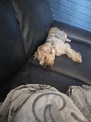 Lost Male Dog last seen Columbia college, North Main , Columbia, SC 29203