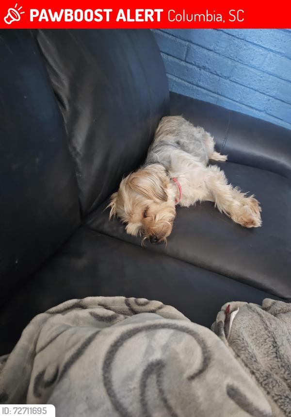 Lost Male Dog last seen Columbia college, North Main , Columbia, SC 29203