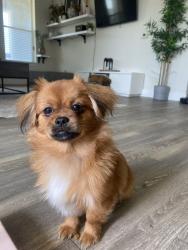 Lost Male Dog last seen Near Chesapeake LN, corner of Chesapeake Ln & Union Church Rd Southlake, Southlake, TX 76092
