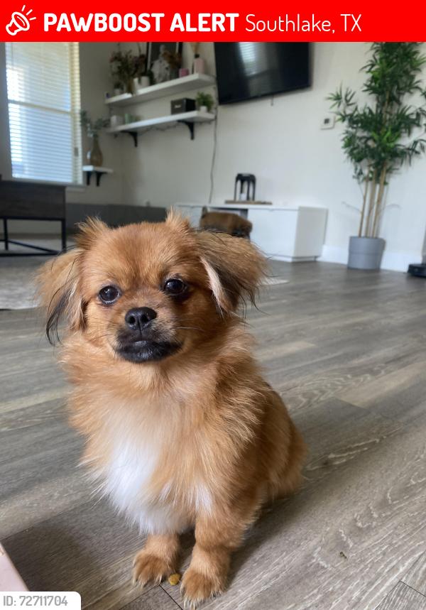 Lost Male Dog last seen Near Chesapeake LN, corner of Chesapeake Ln & Union Church Rd Southlake, Southlake, TX 76092