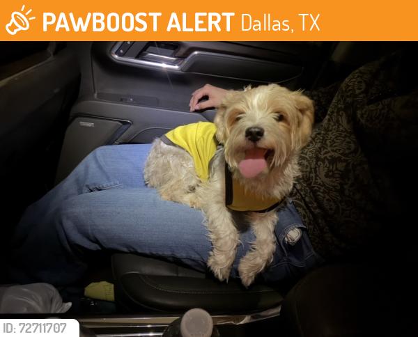 Found/Stray Male Dog last seen park ln/brockbank, Dallas, TX 75220