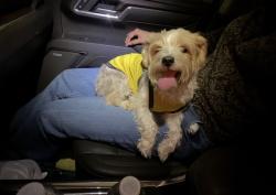 Found/Stray Male Dog last seen park ln/brockbank, Dallas, TX 75220