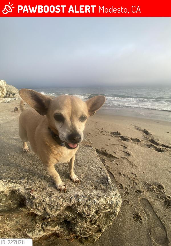 Lost Female Dog last seen roselawn and rouse by john thurman field , Modesto, CA 95351
