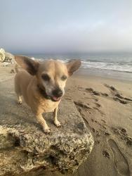 Lost Female Dog last seen roselawn and rouse by john thurman field , Modesto, CA 95351