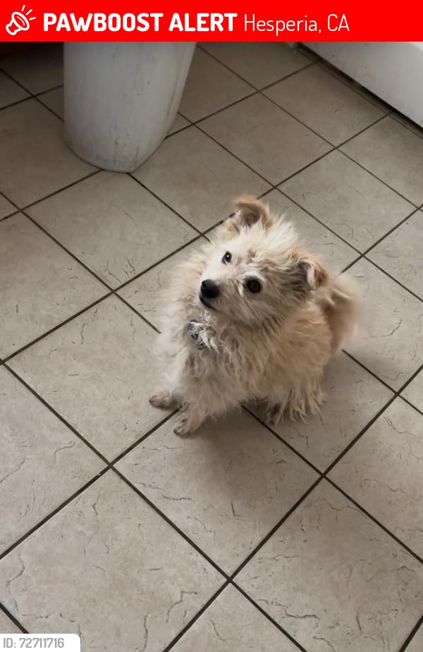Lost Male Dog last seen Hesperia aqueduct, Hesperia, CA 92345