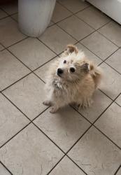 Lost Male Dog last seen Hesperia aqueduct, Hesperia, CA 92345