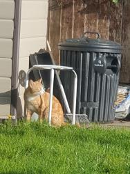 Found/Stray Male Cat last seen The Pippins, Newcastle-under-Lyme, England ST5
