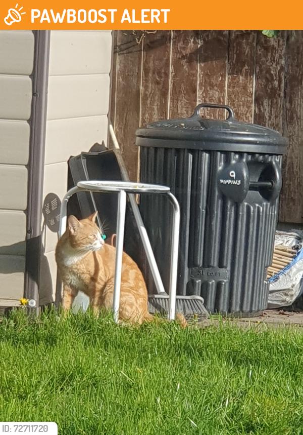 Found/Stray Male Cat last seen The Pippins, Newcastle-under-Lyme, England ST5
