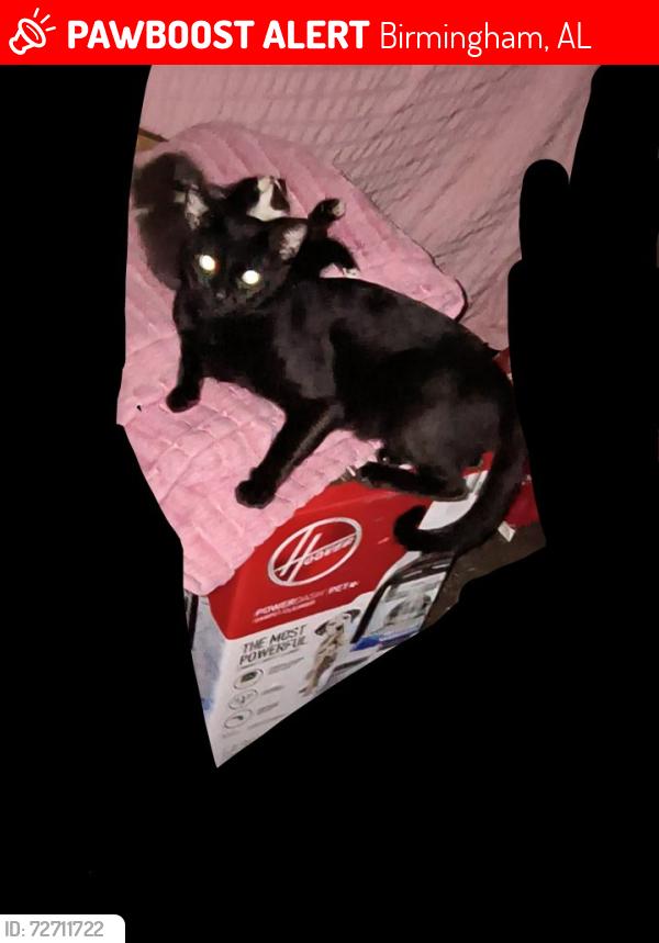 Lost Male Cat last seen hses and woods, Birmingham, AL 35228