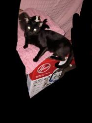 Lost Male Cat last seen hses and woods, Birmingham, AL 35228