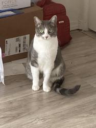 Lost Female Cat last seen Veterans Memorial School, Reno, NV 89502