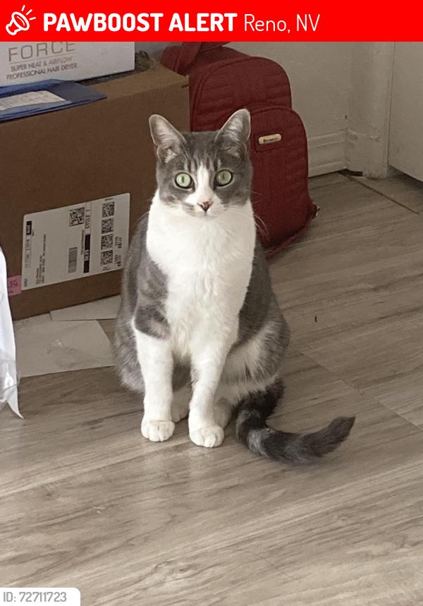 Lost Female Cat last seen Veterans Memorial School, Reno, NV 89502