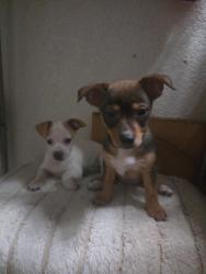 Lost Female Dog last seen Homecoming , Rio Vista, CA 94571