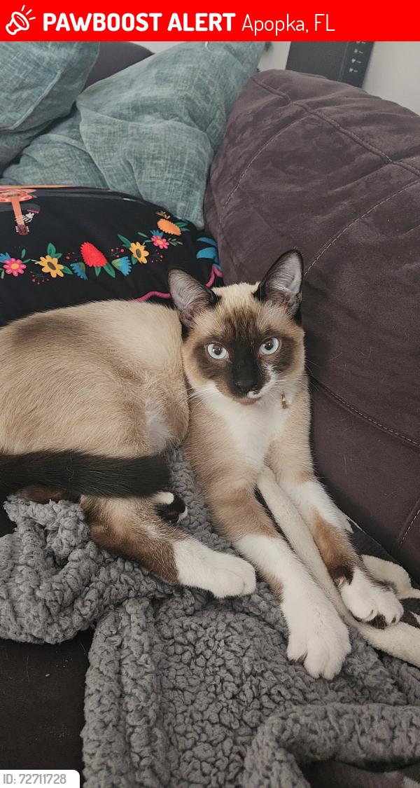 Lost Female Cat last seen Near Moonbeam Road, Apopka, FL 32712