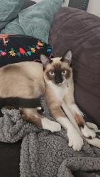 Lost Female Cat last seen Near Moonbeam Road, Apopka, FL 32712