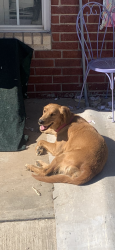Lost Female Dog last seen S E 89 Th  TripleX, Oklahoma City, OK 73150