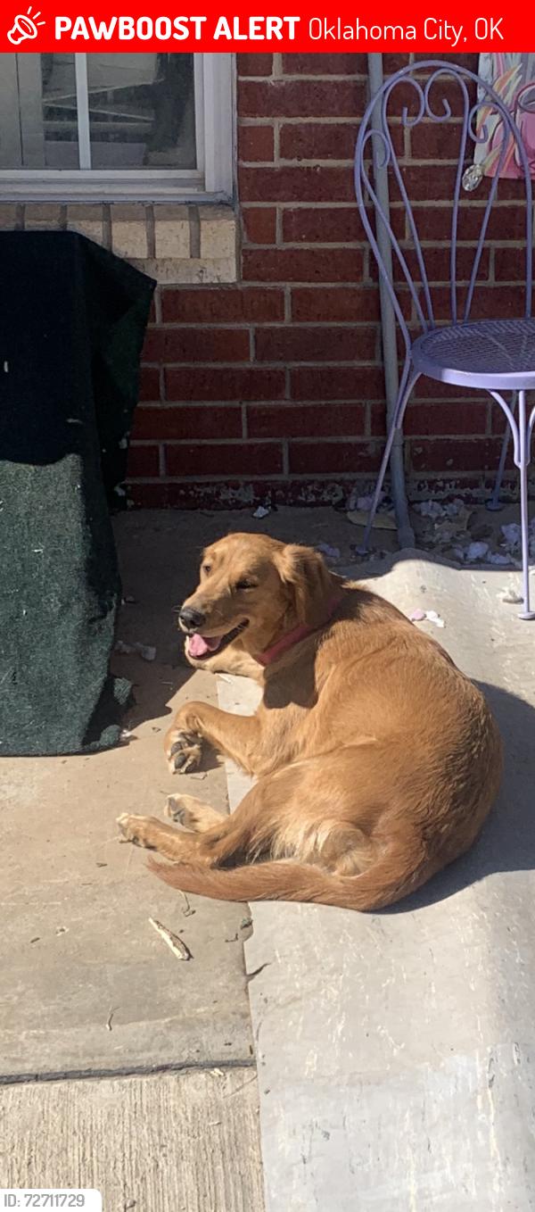 Lost Female Dog last seen S E 89 Th  TripleX, Oklahoma City, OK 73150